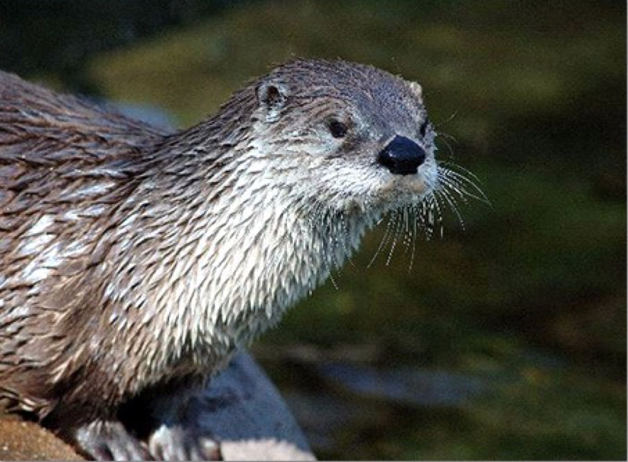 River Otter