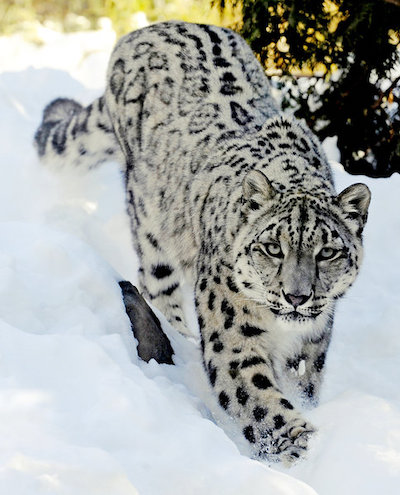 943412_1_snow leopard – Teacup Rex