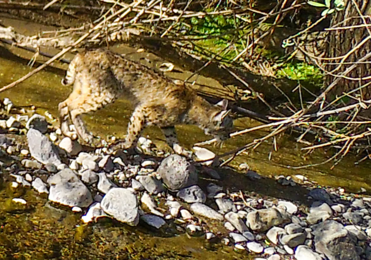 Bobcat